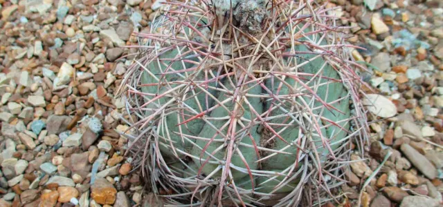  A round, barrel-shaped cactus is seen from above, resting on a bed of small, reddish-brown rocks. The cactus is light green with prominent ridges and long, reddish-gray spines. 