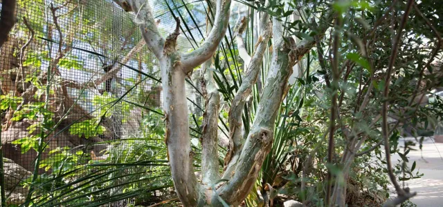 A large, light-barked tree with multiple gnarled branches dominates the center of the frame, surrounded by lush green foliage. To the left, a wire mesh enclosure is visible. The foreground features darker ground cover and some blurred green plants. 