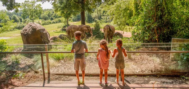 Three children stand with their hands on a handrail, facing a large, open habitat. Inside are two elephants that are looking back at the kinds, surrounded by large rocks and trees.