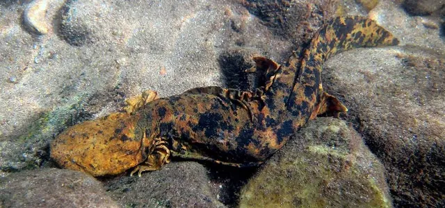 A long, mottled brown and black patterned amphibian with a flat, rounded head called a Hellbender laying camouflaged on some rocks.