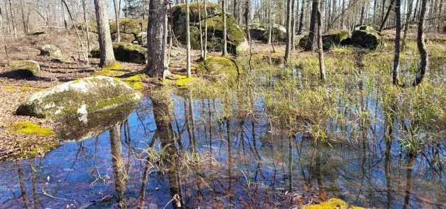 A forested environment with the focus on a group of five gigantic boulders and a bunch of smaller rocks, giving the impression of mountainous terrain. A large puddle is in the foreground with tall grass growing in it, and reflecting the image of the sky.