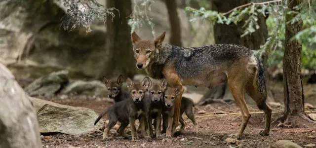 A mother Red Wolf standing protectively over her four small pups who are huddled together next to a rock in a forested area.