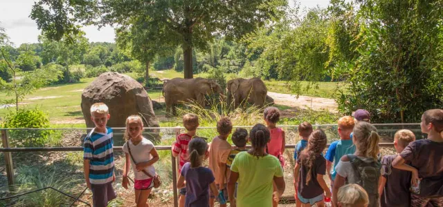 A group of children gathered in front of a glass barrier wall, looking out into a vast field that is sprinkled with trees and large rocks. Two elephants stand near the wall looking out towards the children.
