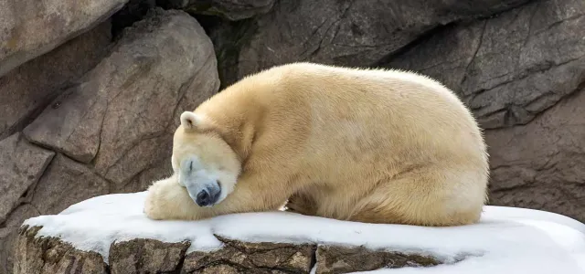 A Polar Bear sleeps curled in a ball with its head resting on its paws on top of a snow covered rock. A large rock wall stands in the background.