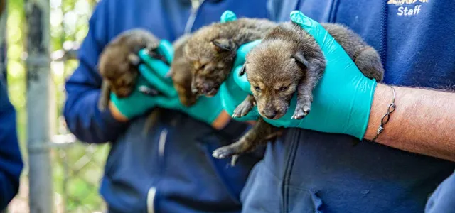 Two male torsos, wearing NC Zoo jackets and holding four small red wolf pups in their gloved hands. Trees and a chain link fence are visible in the blurred background.