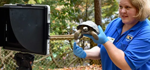 A woman with short blonde hair, wearing a blue NC Zoo uniform, stands in a wooden area next to a natural wooden fence holding a medium sized brown turtle in her gloved hands. She is looking into an Ipad that seems to be recording a video of her teaching about the turtle.