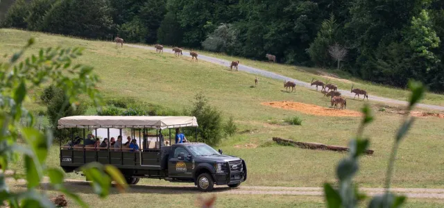 Zoofari truck driving through the Watani Grasslands habitat that consists of a large open field and rolling hills which is the perfect environment for the Bongos that are seen grazing in the background.