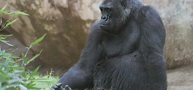 A furry, black Gorilla sits leaning back on one arm in a grassy enclosure next to a tall rock wall, looking contemplatively off to the left.