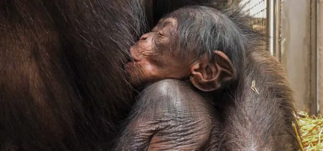 Amy's Baby Chimp