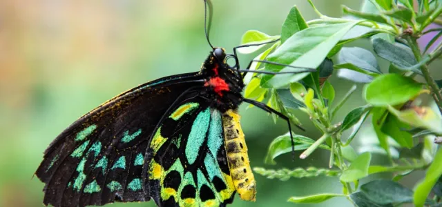 A close-up of a colorful exotic butterfly for Butterfly Garden.