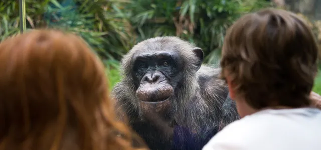 A close-up of a chimpanzee with dark fur and a thoughtful expression, looking through an enclosure window at two human observers in the foreground.