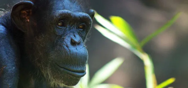 A Chimpanzee looking contemplatively towards the right side of the frame, sitting with some tall grasses visible in the background.