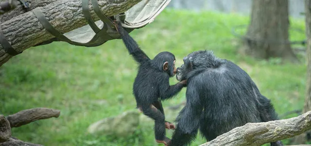 A tiny Baby Chimp swinging from a hammock on an elevated log with one arm and kissing Mom Chimp who sits on a log nearby on lips.