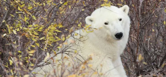 A white, fuzzy Polar Bear, sitting posed and looking at the viewer with a playful look on its face as it sits amongst some bush branches that are sparsely covered with small, yellow leaves.
