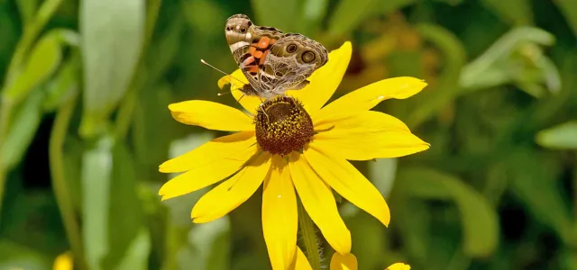 A brown butterfly with prominent eyespots rests on a yellow Black-eyed Susan or coneflower.
