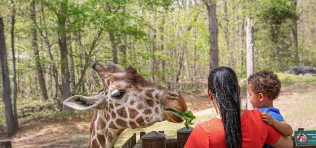 A woman with long dark hair, wearing a red shirt and seen from the back, holding a small child with curly hair on her hip, as they interact with a giraffe. The woman is holding a piece of green foliage which the giraffe is gently eating. The giraffe's spotted head and neck dominate the left side of the frame, and the scene takes place at a low wooden fence. 