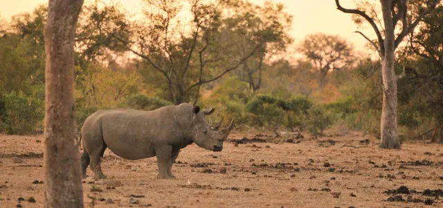 A Rhinoceros standing in a savanna at sunset, a large tree trunk visible in the foreground an d a line of sparse trees stand behind it.