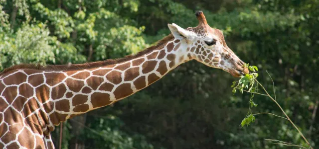 Leia the Giraffe extends her long next to eat leaves from a lush tree branch.