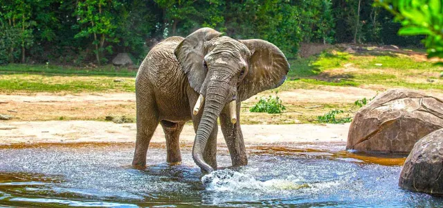 An elephant fanning its large ears out as it dips its long trunk into the lake its standing in. Huge boulders stand next to the elephant near the shore and dark, dense trees line the vast field that sits in the background.