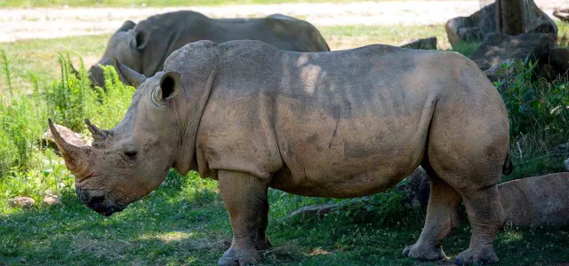  A pair of rhinoceroses stands in a grassy enclosure. The one in the foreground is large and gray, with a prominent horn, while the other is partially visible behind it.