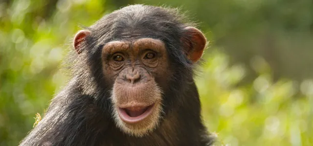 A curious chimpanzee named Nori gazes directly at the camera with an open mouth, framed against a lush green, sunny backdrop of her natural habitat.