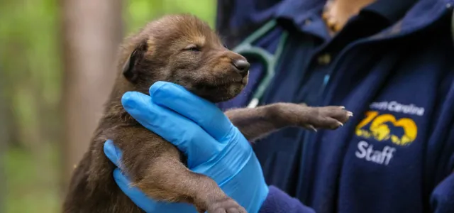  A small, dark-brown wolf pup with its eyes closed is being gently held by a person wearing bright blue surgical gloves. The person is wearing a navy jacket with a yellow logo and the word "Staff" visible on the right side of the chest. The background is a blurry, wooded outdoor setting.