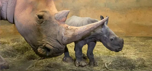 A baby rhinoceros, with its ears perked up, walks behind its mother. The calf is in focus, while the mother's head and horn are blurred in the foreground. They are in a grassy enclosure with a fence and trees in the background.