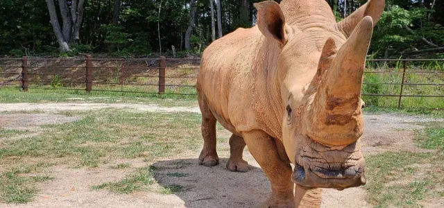 A dominant shot of a rhinoceros looking directly at the viewer, emphasizing its massive size and the rough texture of its horn and wrinkled snout. The animal is in an exhibit with dry ground, patchy grass, and a wooden fence.