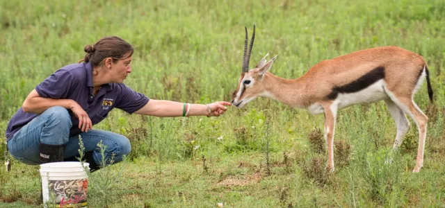 Photo of a keeper crouched down in a vast, green field reaching out and gently feeding a Thompson's Gazelle.