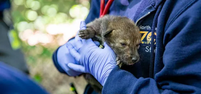 a person wearing a dark blue NC Zoo uniform and blue latex gloves holds a newborn Red Wolf pup to show the viewer while standing in an outdoor environment. The person's face is not visble.
