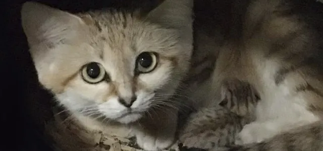 A sand cat with large eyes and a striped coat crouches on a log, looking directly at the camera.
