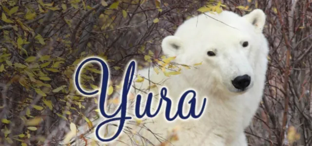 Photo of a wild polar bear with Yura as name.