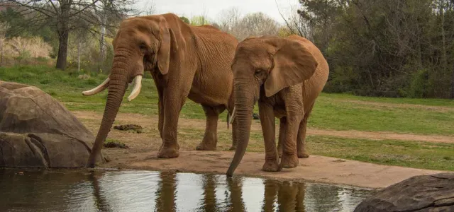 Two Elephants stand together with their trunks dipping into a small pond with large rocks on its shoreline. A grassy field and a line of trees are visible in the background.