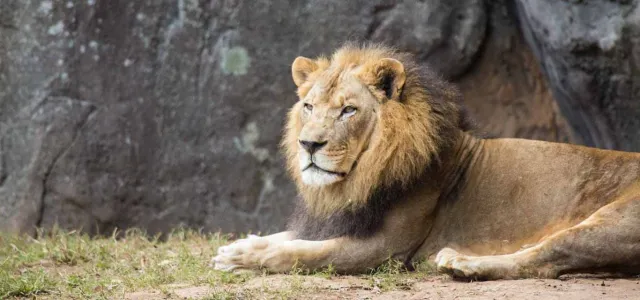 A regal African Lion lounging in the grass next to a large natural rock wall.