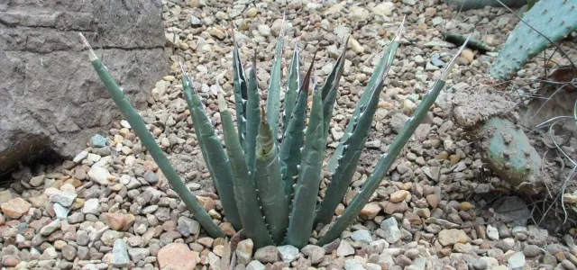  A horizontal close-up photo of a small, blue-green succulent plant with numerous straight, upright leaves, possibly a small agave or sansevieria variety. The plant is centered in the frame and is growing directly out of a bed of light brown and grey gravel or pebbles.