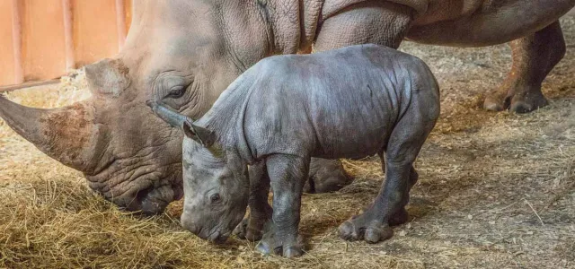  A close-up of a large, gray adult rhinoceros and a much smaller, light-gray baby rhino (calf) standing together in a barn or enclosure. The mother rhino's head is lowered as she eats hay on the ground. The calf stands close to her, looking forward with its small legs and body visible. The ground is covered in hay and straw, and the background consists of light-colored wooden walls.