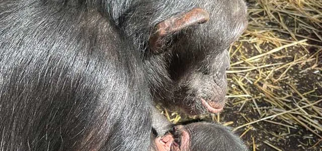 A female chimpanzee is holding and cradling a newborn chimpanzee. The mother is looking down at the infant, and the infant's face is barely visible, snuggled into its mother's chest. The background is a mix of dried straw and dirt.
