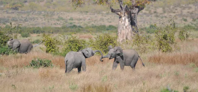 Two grey Elephants stand facing one another, appearing to swing their trunks at one another in the middle of a savanna filled with tall, dry, brown grass. A large barren tree towers above the smaller shrubs in the distance.