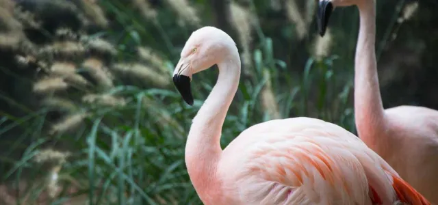 A close-up of two pink flamingos standing next to each other. The flamingo in the foreground is in focus with another one standing behind it, with their eyes closed. Their feathers are a soft, pale pink, and their beaks are black. A patch of tall, feathery green and beige plants is visible in the background.