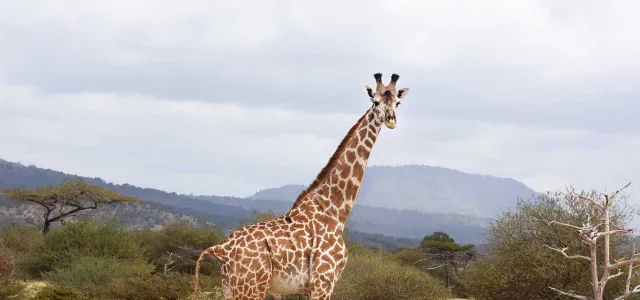 A giraffe is walking through tall, dry grassland. The giraffe has a light coat with brown, irregular patches. The background shows more grassland and some blurred trees under a bright sky.