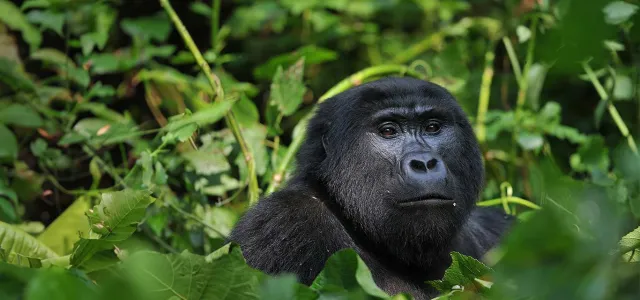 Close-up of a large black gorilla's head and chest emerging from a dense background of bright green foliage.
