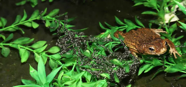 A close-up of a brown, warty toad with large eyes sitting in dark water surrounded by bright green artificial or plastic leafy plants. A large clump of gelatinous toad eggs (spawn), appearing as a mass of small black spheres, is visible in the water near the toad.