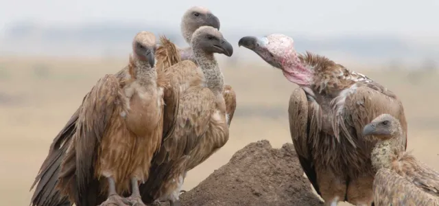 A group of five African White-backed Vultures, are gathered on a low dirt mound in an open grassland. One individual on the right has a pink, featherless neck and face, indicating it is likely a Lappet-faced Vulture or similar species, interacting with the others. The background is a soft, hazy landscape.