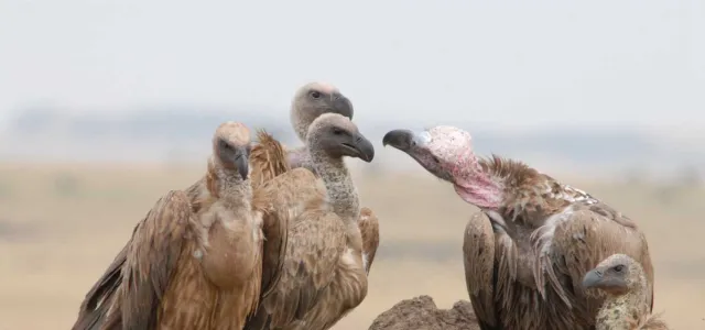 A group of five African White-backed Vultures, are gathered on a low dirt mound in an open grassland. One individual on the right has a pink, featherless neck and face, indicating it is likely a Lappet-faced Vulture or similar species, interacting with the others. The background is a soft, hazy landscape.