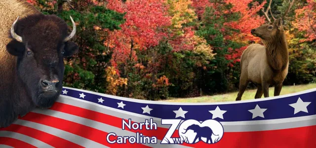 An American Bison, with shaggy brown fur faces the viewer displaying its short, curved horns in front of an American flag banner with the NC Zoo logothat flows along the bottom of the image. In the background, a majestic Elk stands looking off to the distance in front of a line of colorful Fall trees.