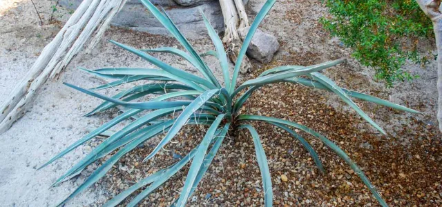 An overhead view of a small, sprawling desert plant, likely a species of Agave or Yucca, with long, thin, blue-green, spiky leaves radiating from a central point. It is growing in a mix of light sand and small gravel, with a bleached, skeletal saguaro cactus rib structure and large rocks visible in the background.