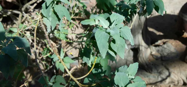  A close-up of a leafy plant with gray-green leaves. The plant is growing from a patch of dirt and dry ground, with the base of a tree visible in the background.