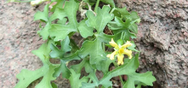 A small, creeping plant with deeply lobed, bright green leaves and a small, five-petaled yellow flower. The plant is growing against a background of textured, reddish-brown tree bark and grey stone or pavement.
