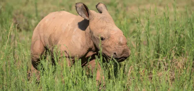A young, light tan rhinoceros calf is standing in a field of tall, bright green grass, looking directly toward the right of the frame. The calf has large, alert ears and a small bump where its horn will grow.