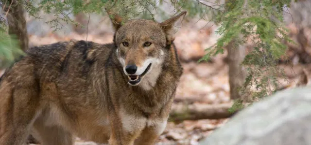 A Red Wolf with a mix of brown and gray, fur stands in a forested landscape, looking alertly to its right. The animal has pointed ears and a bushy tail, and lush trees are visible in the background.
